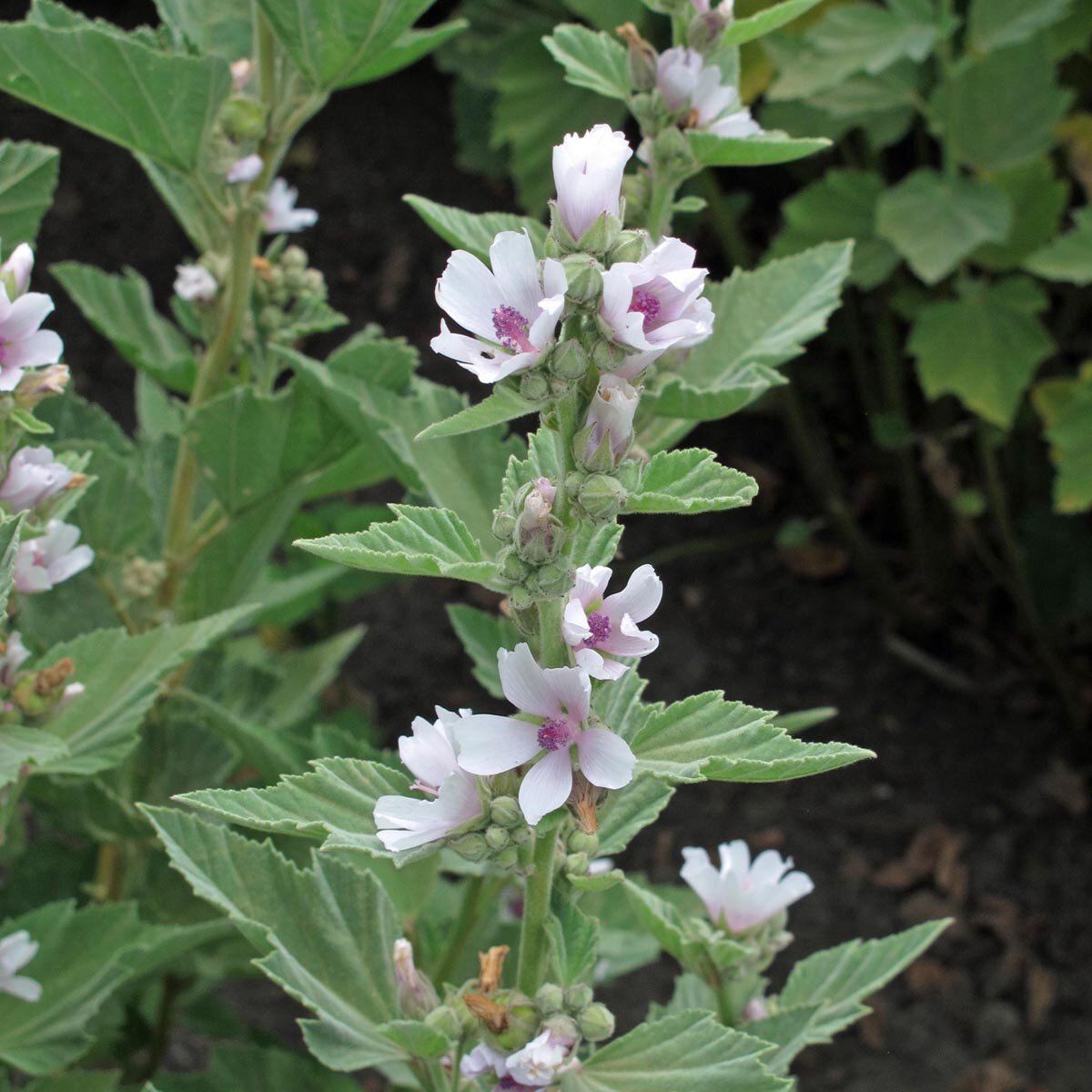 Marsh-Mallow (Althaea officinalis) seeds