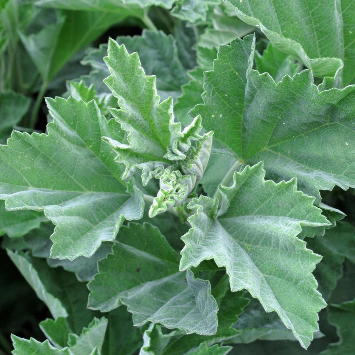 thumbnail image 2 of Black Marshmallow Plant Althaea Officinalis Malvaceae 2 of 14