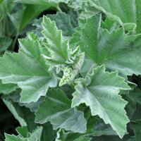 Marsh-Mallow (Althaea officinalis)  seeds