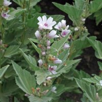 Marsh-Mallow (Althaea officinalis)  seeds