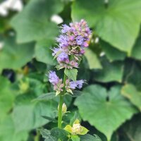 Anise Hyssop / Blue Giant Hyssop (Agastache foeniculum)...