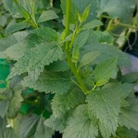 Anise Hyssop / Blue Giant Hyssop (Agastache foeniculum) seeds