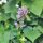 Anise Hyssop / Blue Giant Hyssop (Agastache foeniculum) seeds