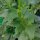 Anise Hyssop / Blue Giant Hyssop (Agastache foeniculum) seeds