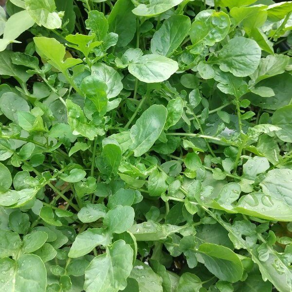 Land Cress (Barbarea verna)  seeds