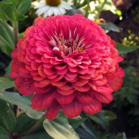 Youth-And-Age / Common Zinnia Lilliput Mix (Zinnia elegans) seeds