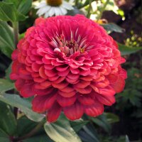 Youth-And-Age / Common Zinnia Lilliput Mix (Zinnia...