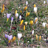 Spring Crocus (Crocus vernus)