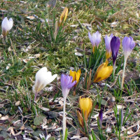 Spring Crocus (Crocus vernus)