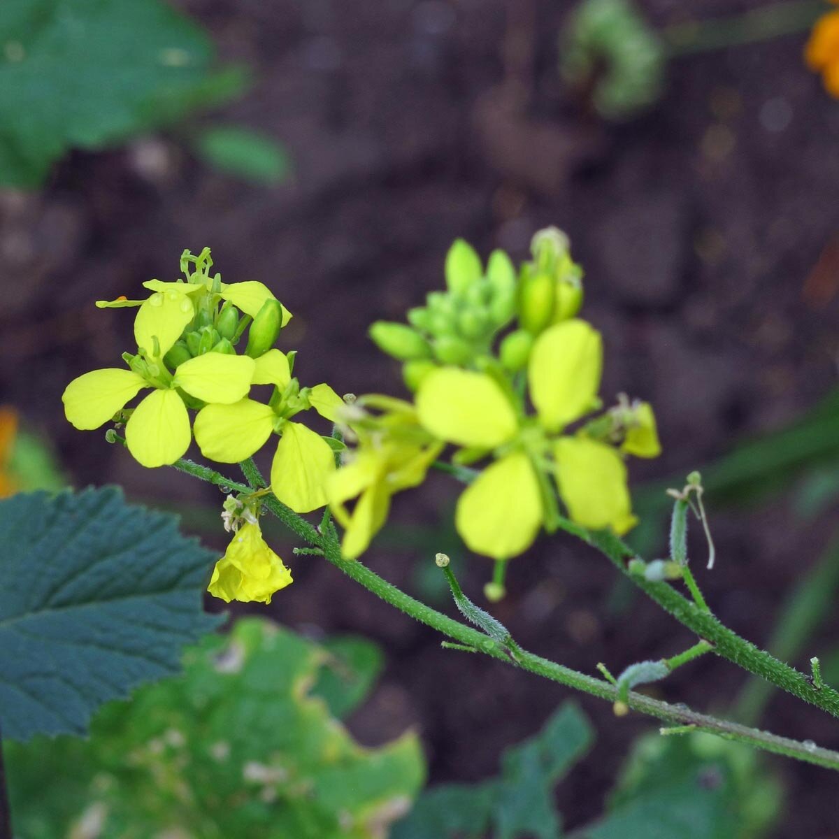 Black Mustard (Brassica nigra)