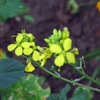 Black Mustard (Brassica nigra) seeds