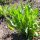 Scorzonera Annual Giant (Scorzonera hispanica) seeds