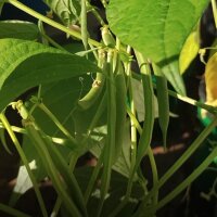 Snap Bean / Dwarf French Bean Canadian Wonder (Phaseolus...