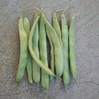Snap Bean / Dwarf French Bean Canadian Wonder (Phaseolus vulgaris) organic seeds