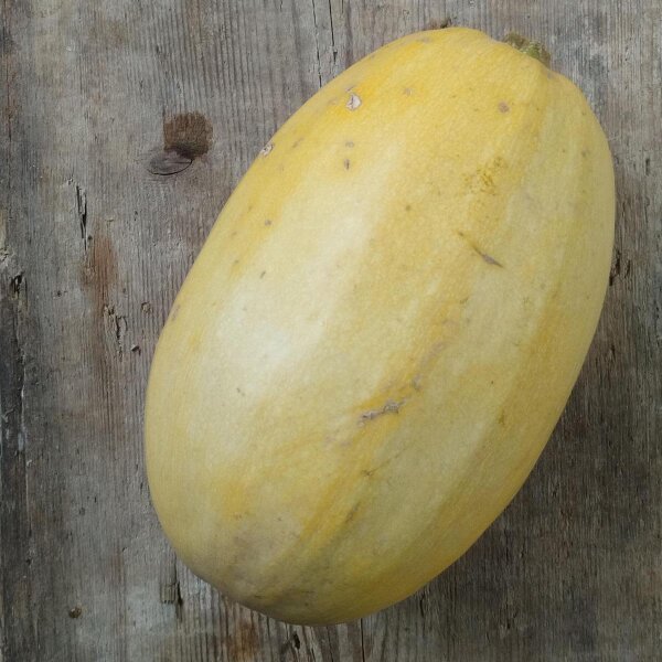 Spaghetti Squash (Cucurbita pepo) seeds