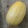 Spaghetti Squash (Cucurbita pepo) seeds