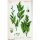 Spinach Matador (Spinacia oleracea) seeds