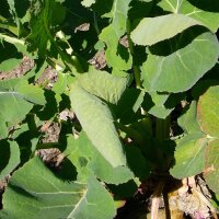 German Green Top Swede/ Rutabaga Gelbe Wilhelmsburger (Brassica napus) seeds