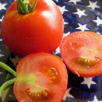 Tomato Hellfrucht (Solanum lycopersicum)
