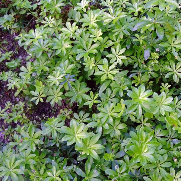 Sweet Woodruff (Galium odoratum) seeds