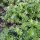 Sweet Woodruff (Galium odoratum) seeds