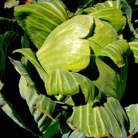 Headed cabbage Dithmarscher Früher (Brassica...