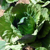 White Cabbage Marner Lagerweiß (Brassica oleracea)...