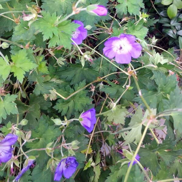 native plant and seed Southeast Native Pollinator Wildflower Mixture main image 0