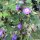 Meadow Cranesbill (Geranium pratense) seeds