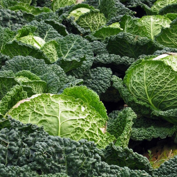 May Savoy Cabbage Bonner Advent (Brassica oleracea convar. capitata var. sabauda L.) seeds