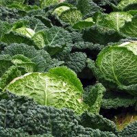 May Savoy Cabbage Bonner Advent (Brassica oleracea...