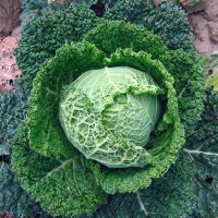 May Savoy Cabbage Bonner Advent (Brassica oleracea convar. capitata var. sabauda L.) seeds