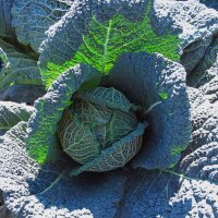 May Savoy Cabbage Bonner Advent (Brassica oleracea convar. capitata var. sabauda L.) seeds