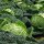 May Savoy Cabbage Bonner Advent (Brassica oleracea convar. capitata var. sabauda L.) seeds