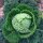 May Savoy Cabbage Bonner Advent (Brassica oleracea convar. capitata var. sabauda L.) seeds