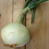 Onion Globo (Allium cepa)