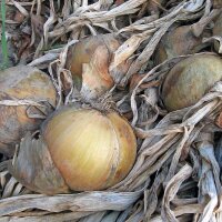 Onion Globo (Allium cepa)