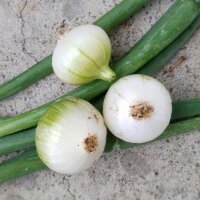 Paris Silverskin Onion (Allium cepa) seeds