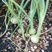 Paris Silverskin Onion (Allium cepa) seeds