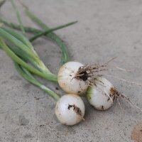 Paris Silverskin Onion (Allium cepa)