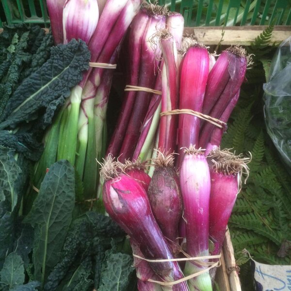 Red Scallion (Allium fistulosum) seeds