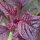 Guernsey Pigweed/ Purple Amaranth (Amaranthus lividus) seeds
