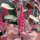 Guernsey Pigweed/ Purple Amaranth (Amaranthus lividus) seeds