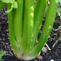 Tall Utah Celery Green Utah (Apium graveolens) seeds