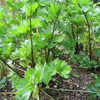 Wild Celery (Apium graveolens) seeds