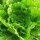 Napa cabbage Won Bok (Brassica rapa subsp. pekinensis) seeds