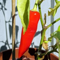 Red Pepper Marconi Rosso (Capsicum annuum) seeds