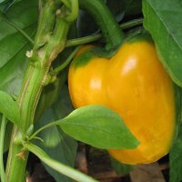 Yellow Bell Pepper Quadrato Dasti Giallo (Capsicum annuum) seeds