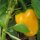 Yellow Bell Pepper Quadrato Dasti Giallo (Capsicum annuum) seeds