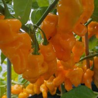 Chili Pepper Trinidad Perfume (Capsicum chinense ) seeds